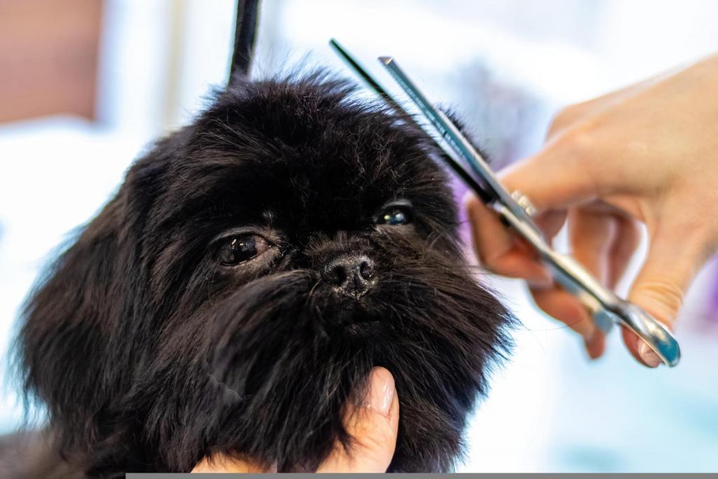 Groomers can enroll in one among 50-state-approved schools for grooming training